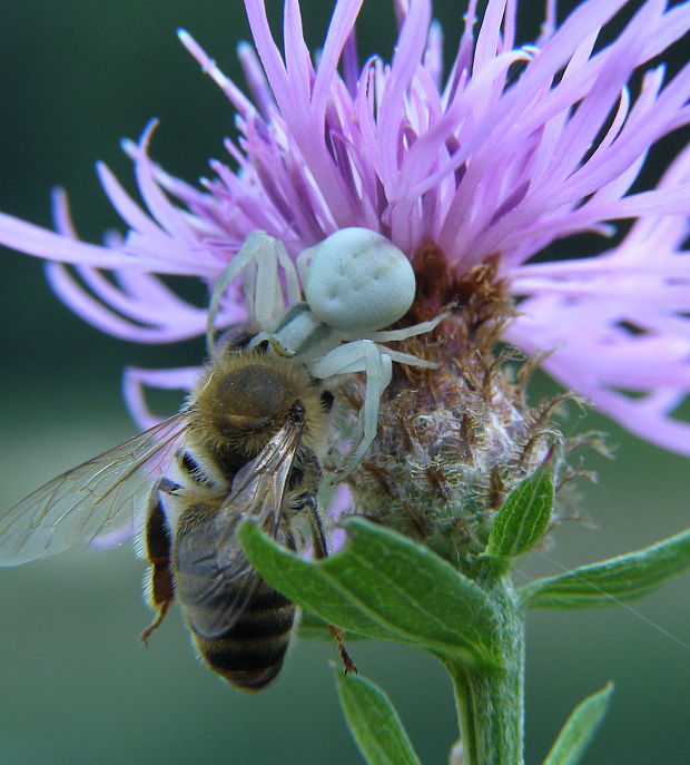 kvetárik dvojtvary Misumena vatia