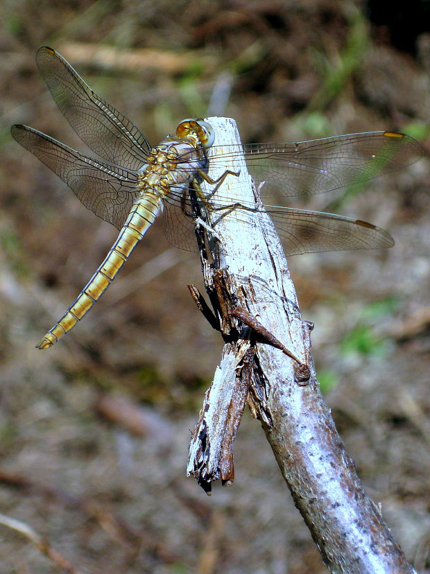 vážka Orthetrum brunneum