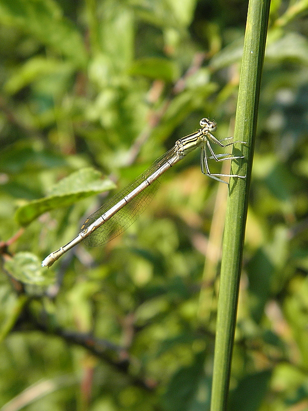 šidielko ploskonohé Platycnemis pennipes