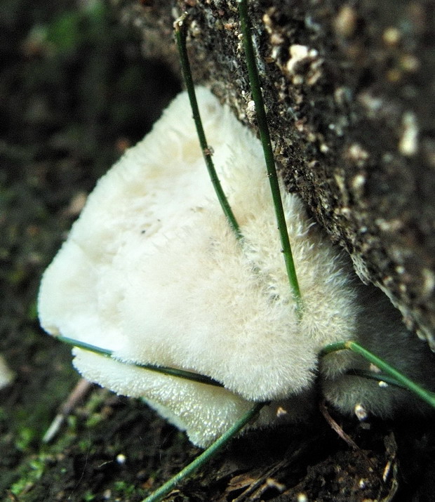 šťavnatec smrekový Postia ptychogaster (F. Ludw.) Vesterh.