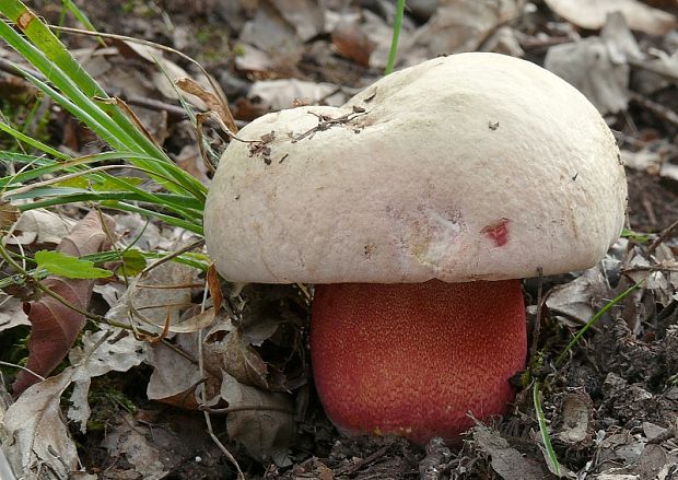 hríb purpurový Rubroboletus rhodoxanthus Kuan Zhao &amp; Zhu L. Yang