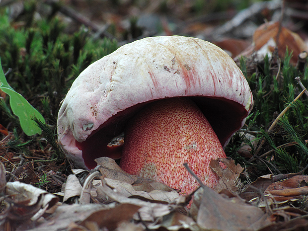 hríb purpurový Rubroboletus rhodoxanthus Kuan Zhao &amp; Zhu L. Yang