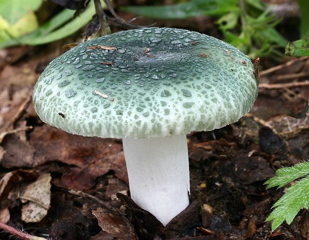 plávka zelenkastá Russula virescens (Schaeff.) Fr.