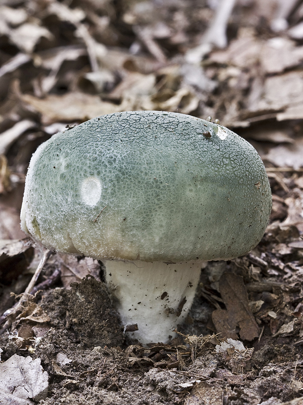 plávka zelenkastá Russula virescens (Schaeff.) Fr.