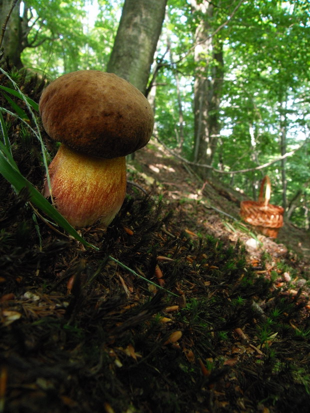 hríb zrnitohlúbikový Sutorius luridiformis (Rostk.) G. Wu & Zhu L. Yang