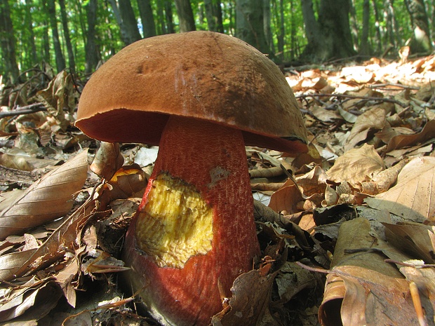 hríb zrnitohlúbikový Sutorius luridiformis (Rostk.) G. Wu & Zhu L. Yang