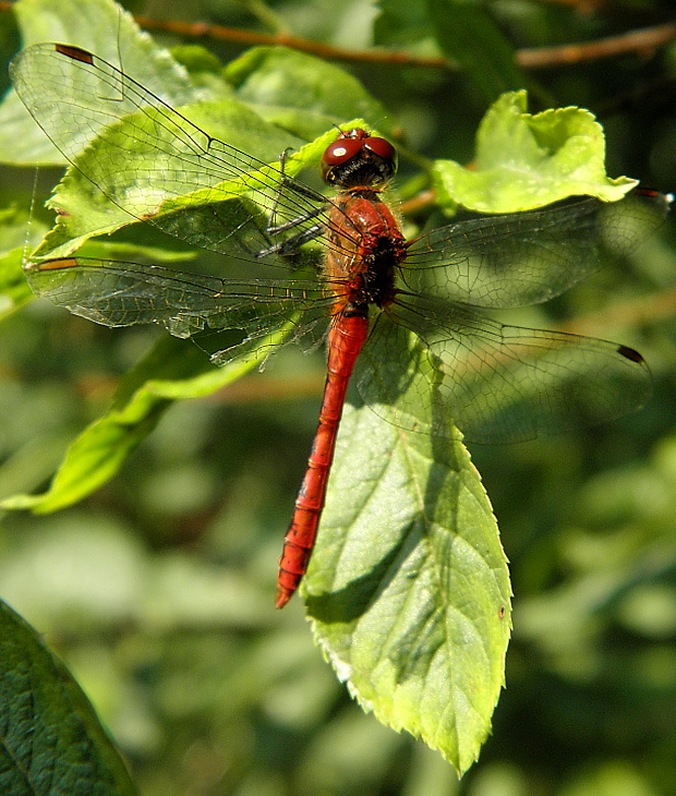 vážka červená Sympetrum sanguineum