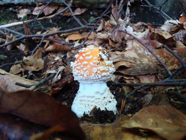 muchotrávka červená Amanita muscaria (L.) Lam.