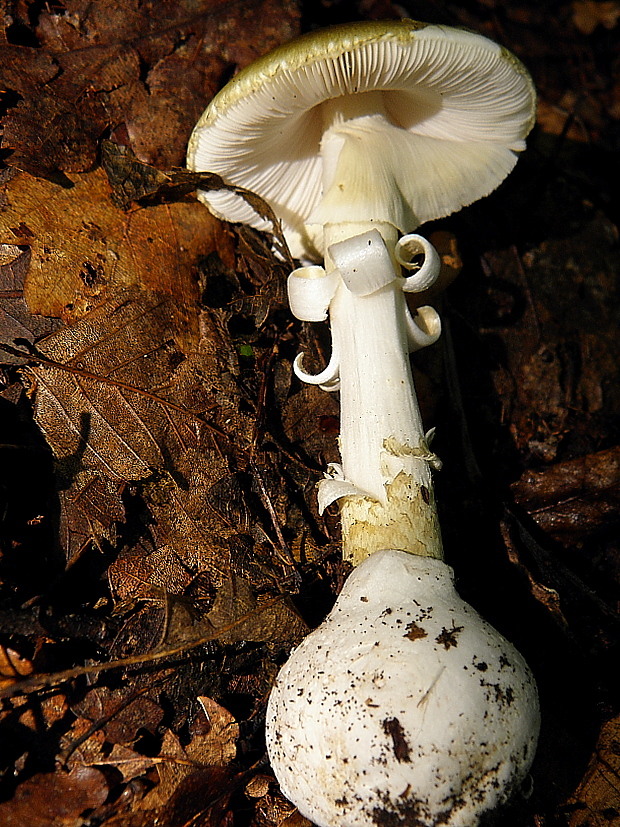 muchotrávka zelená Moravcova Amanita phalloides var. moravecii  Pilát