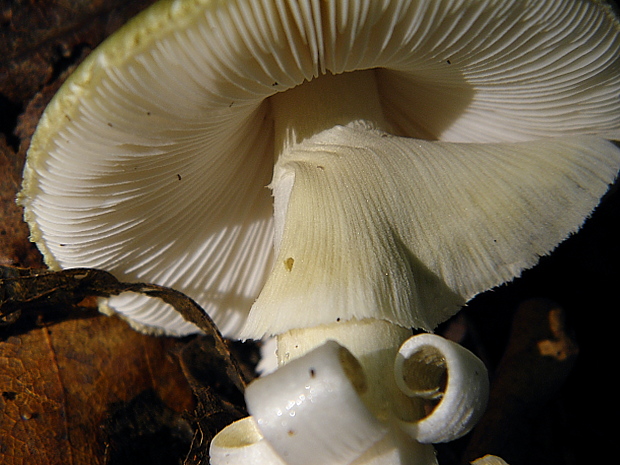 muchotrávka zelená Moravcova Amanita phalloides var. moravecii Pilát