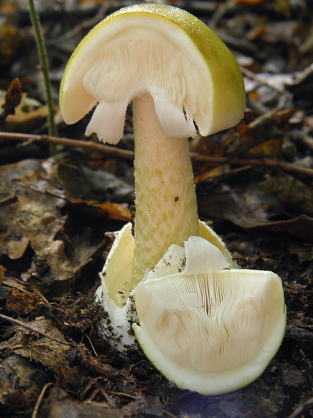 muchotrávka zelená Amanita phalloides (Vaill. ex Fr.) Link