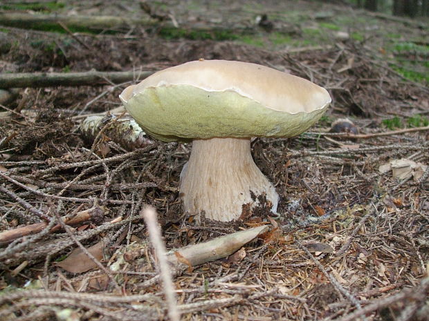 hríb smrekový Boletus edulis Bull.