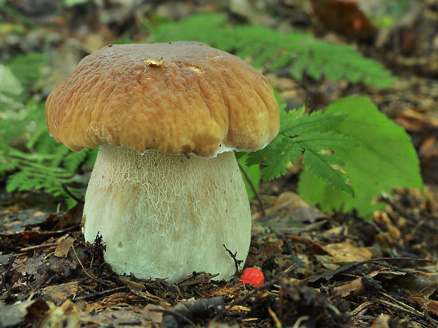 hríb smrekový Boletus edulis Bull.