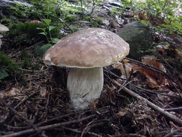 hríb smrekový Boletus edulis Bull.