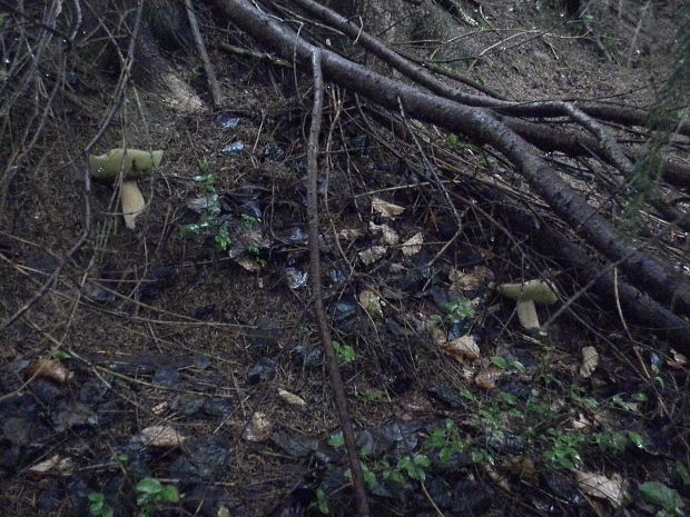 hríb smrekový Boletus edulis Bull.