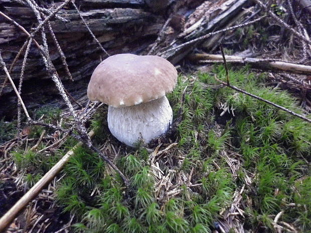 hríb smrekový Boletus edulis Bull.