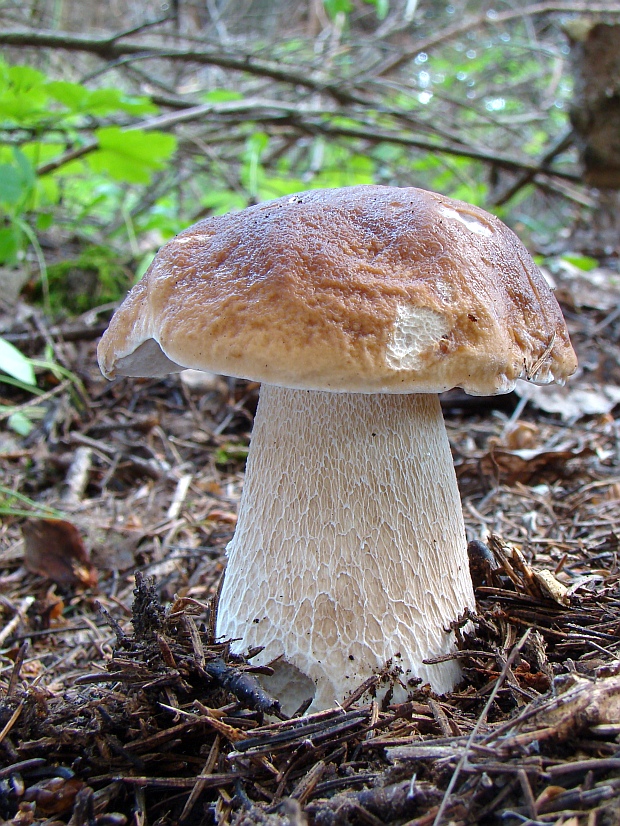 hríb smrekový Boletus edulis Bull.