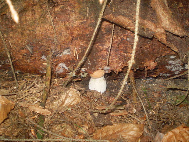 hríb smrekový Boletus edulis Bull.