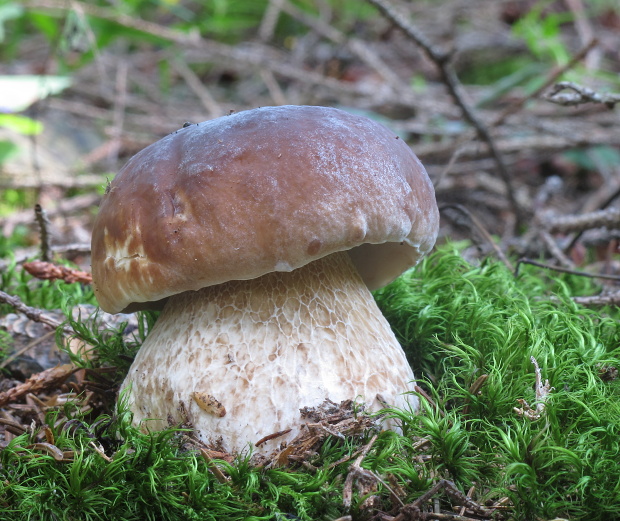 hríb smrekový Boletus edulis Bull.