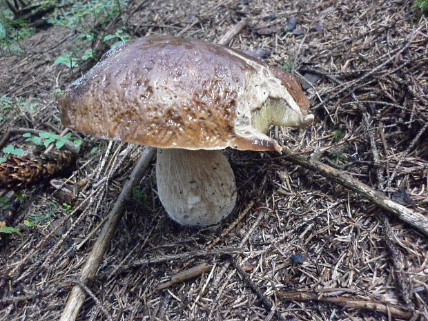 hríb sosnový Boletus pinophilus Pil. et Dermek in Pil.