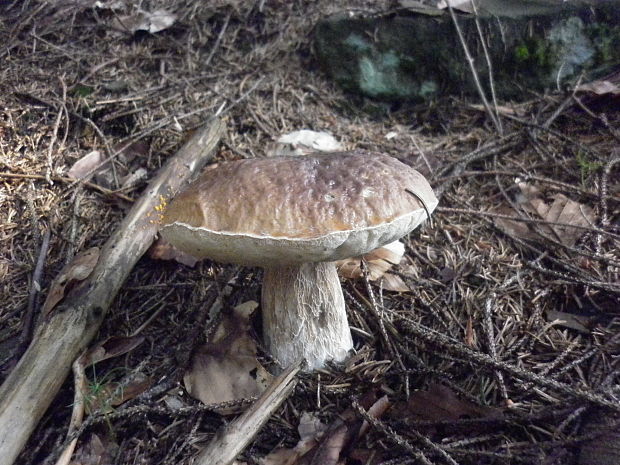 hríb sosnový Boletus pinophilus Pil. et Dermek in Pil.