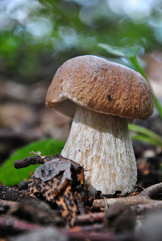 hríb sosnový Boletus pinophilus Pil. et Dermek in Pil.