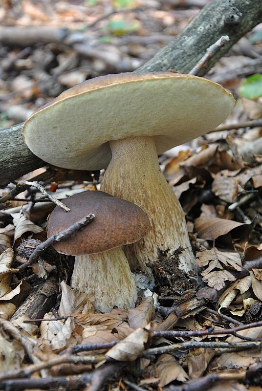 hríb dubový Boletus reticulatus Schaeff.