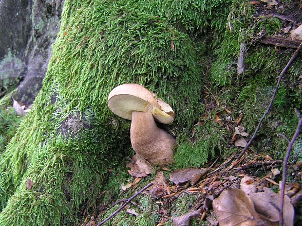 hríb dubový Boletus reticulatus Schaeff.