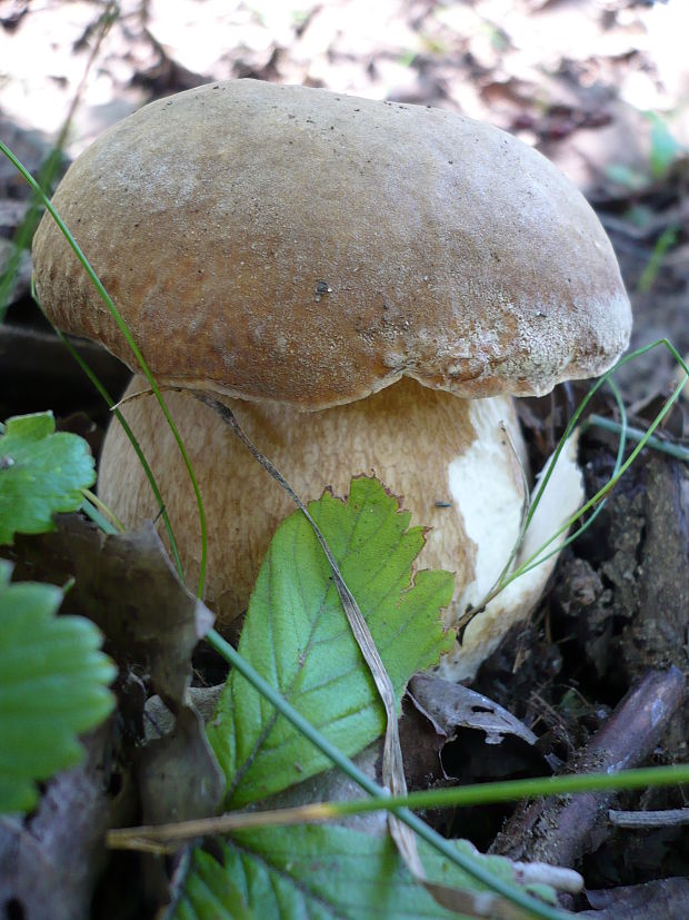 hríb dubový Boletus reticulatus Schaeff.