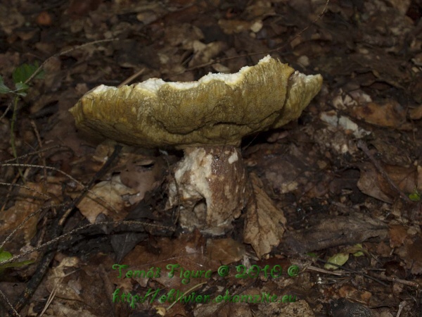 hríb Boletus sp.