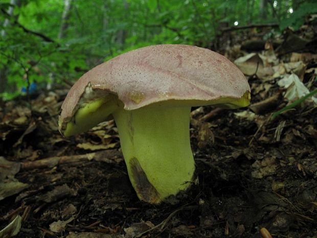 hríb kráľovský Butyriboletus regius (Krombh.) D. Arora & J.L. Frank