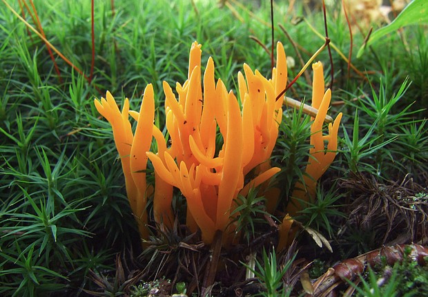 parôžkovec lepkavý Calocera viscosa (Pers.) Fr.