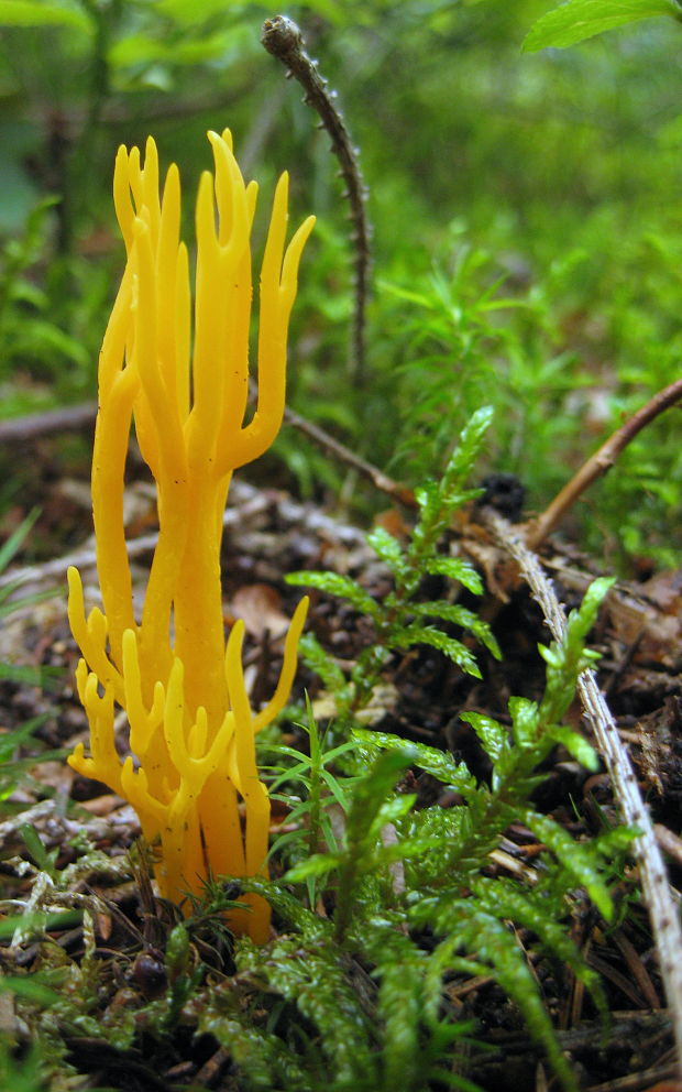 parôžkovec lepkavý Calocera viscosa (Pers.) Fr.