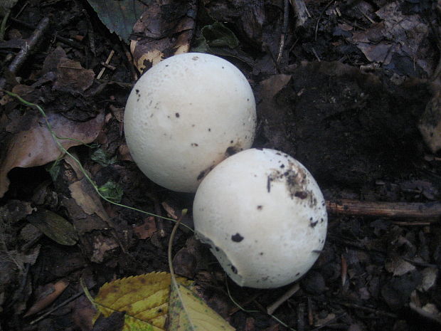 vatovec obrovský Calvatia gigantea (Batsch) Lloyd