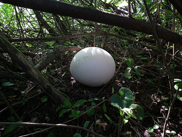 vatovec obrovský Calvatia gigantea (Batsch) Lloyd