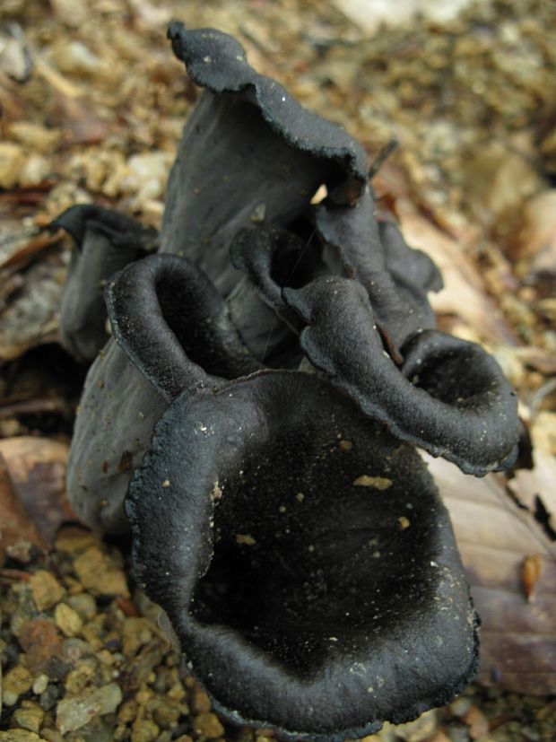 lievik trúbkovitý Craterellus cornucopioides (L.) Pers.