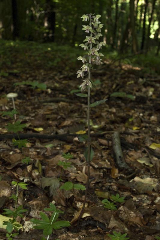 kruštík modrofialový Epipactis purpurata Sm.