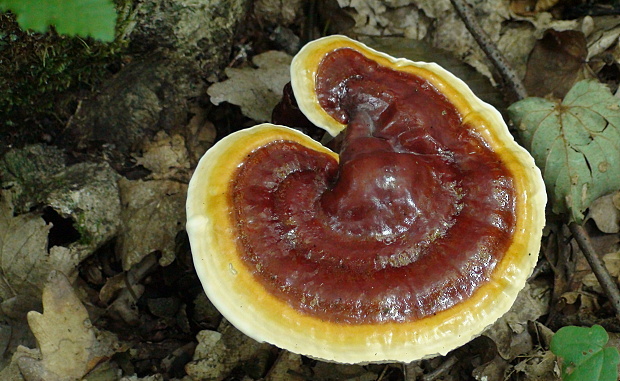 lesklokôrovka obyčajná Ganoderma lucidum (Curtis) P. Karst.