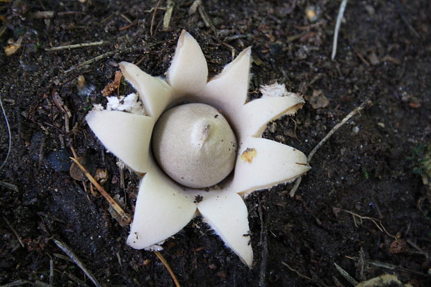 hviezdovka strapkatá Geastrum fimbriatum Fr.