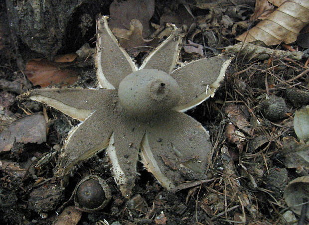 hviezdovka Geastrum sp.