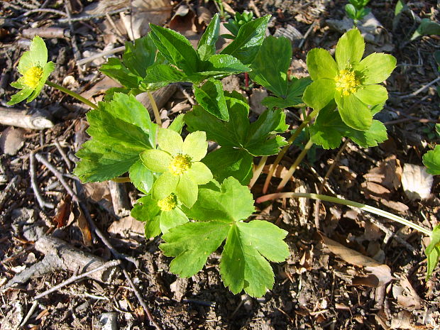 hviezdnatec čemericový Hacquetia epipactis (Scop.) DC.