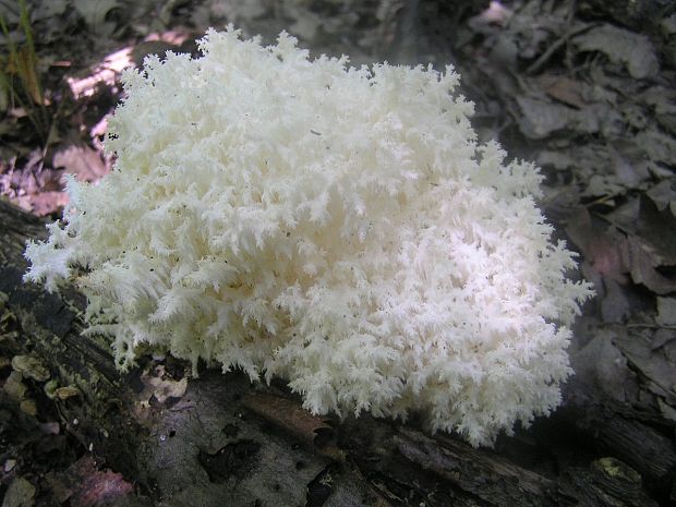 koralovec bukový Hericium coralloides (Scop.) Pers.