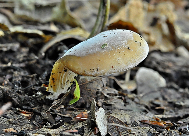 lastúrka Hohenbuehelia sp.