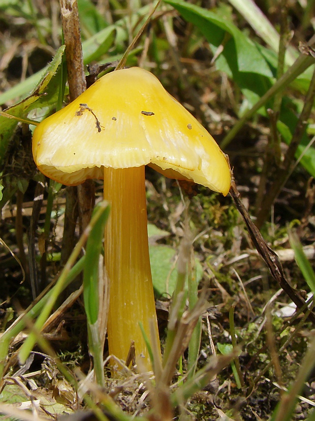 lúčnica hrotitá Hygrocybe acutoconica (Clem.) Singer