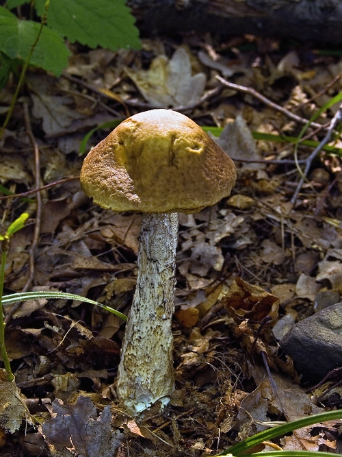 kozák hrabový Leccinum pseudoscabrum (Kallenb.) Šutara