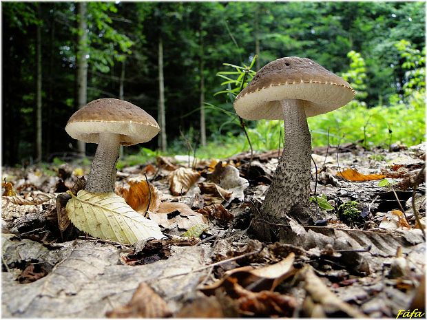 kozák hrabový Leccinum pseudoscabrum (Kallenb.) Šutara