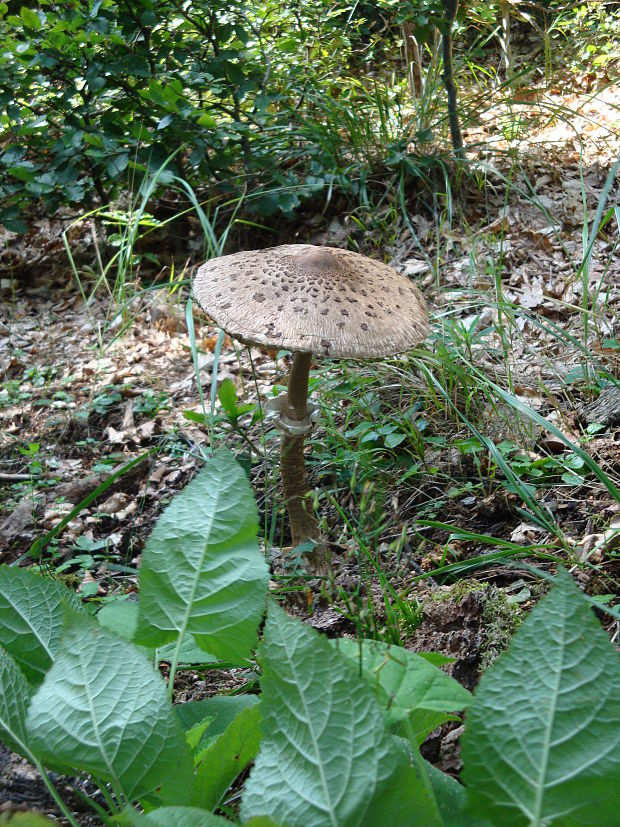 bedľa vysoká Macrolepiota procera (Scop.) Singer