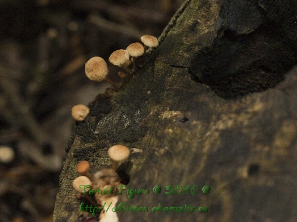 tanečnica Marasmius sp.