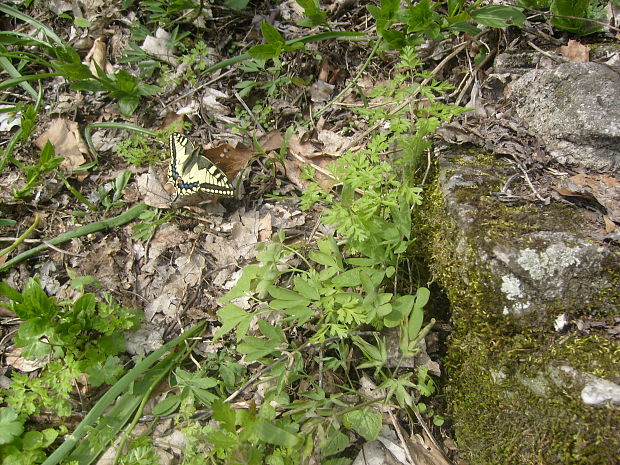 vidlochvost feniklovy Papilio machaon