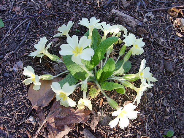 prvosienka bezbyľová Primula acaulis (L.) L.